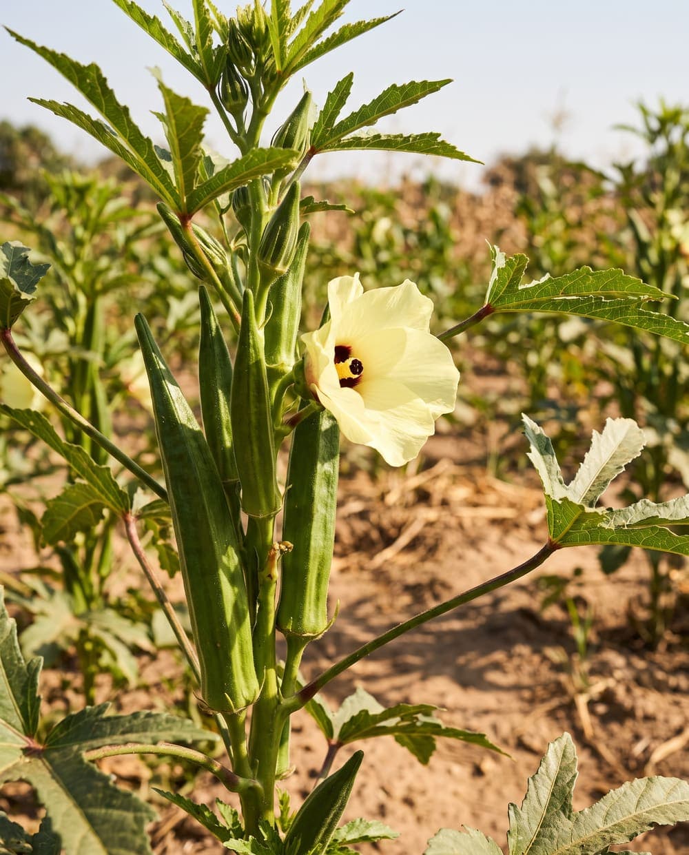 Gombos entiers et une fleur jaune sur un plant de gombo