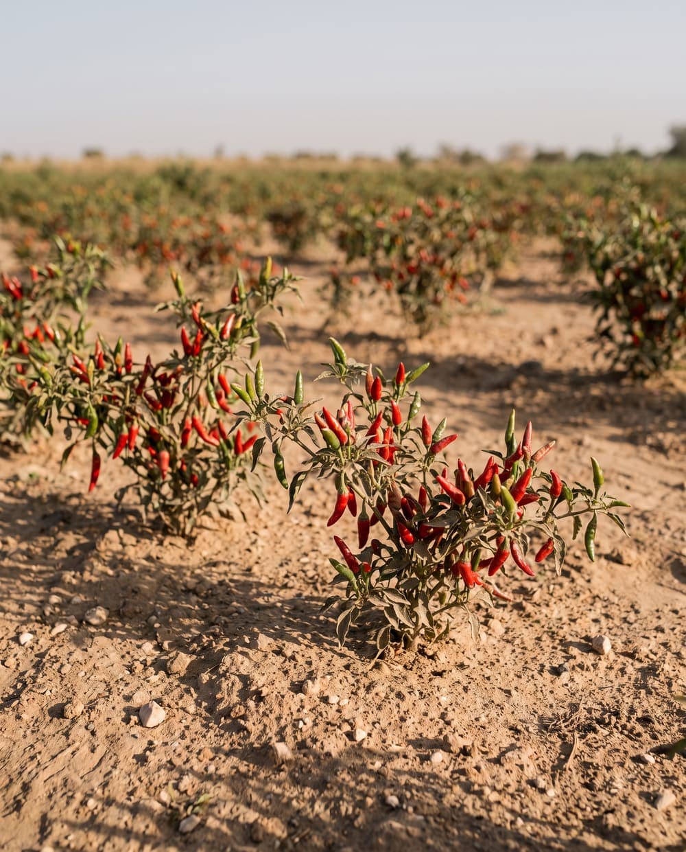 Plants de piment chargés de piments entiers, rouges et verts